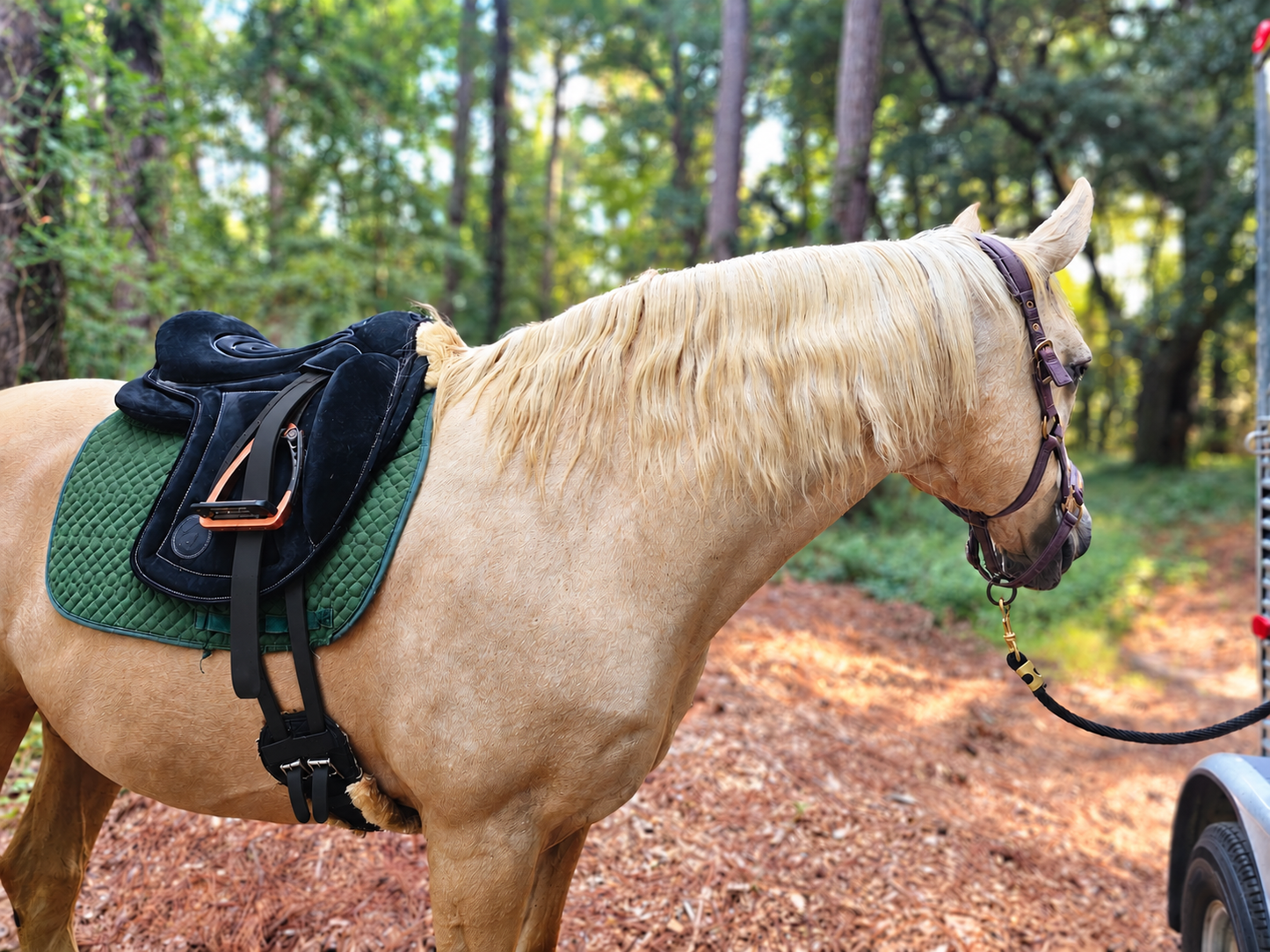 CAS Liberty Bareback Pad