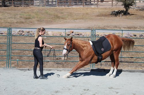🐎 CAS Equestrian Luxury Suede Bareback Pad