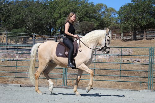🐎 CAS Equestrian Luxury Suede Bareback Pad